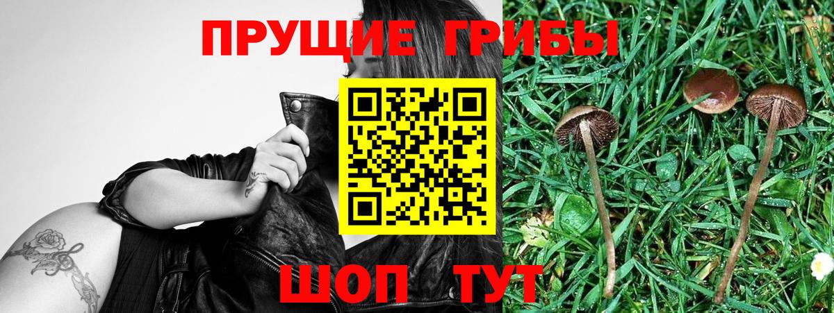 Псилоцибиновые грибы прущие грибы Горячий Ключ